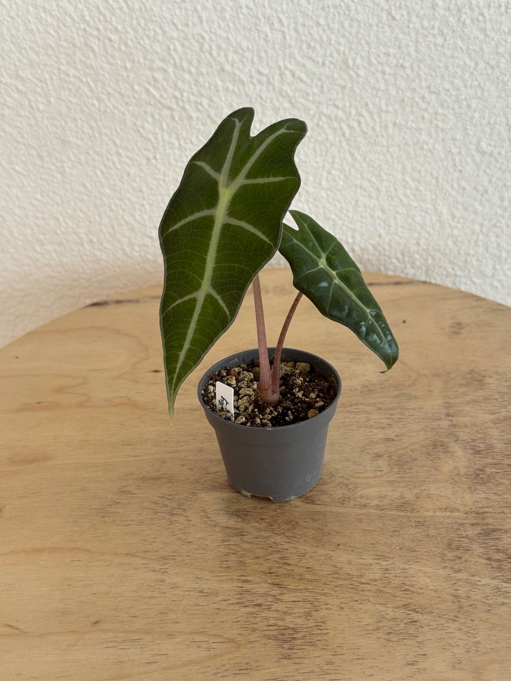 Pflanzen & Samen: Alocasia Polly Baby – Gebraucht aus Goldau von pflanzly