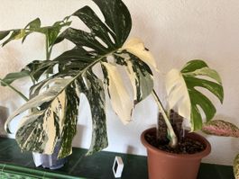 Steckling Monstera variegata (Gebraucht) in Kaisten fr CHF 25  nur  Abholung auf Ricardo kaufen