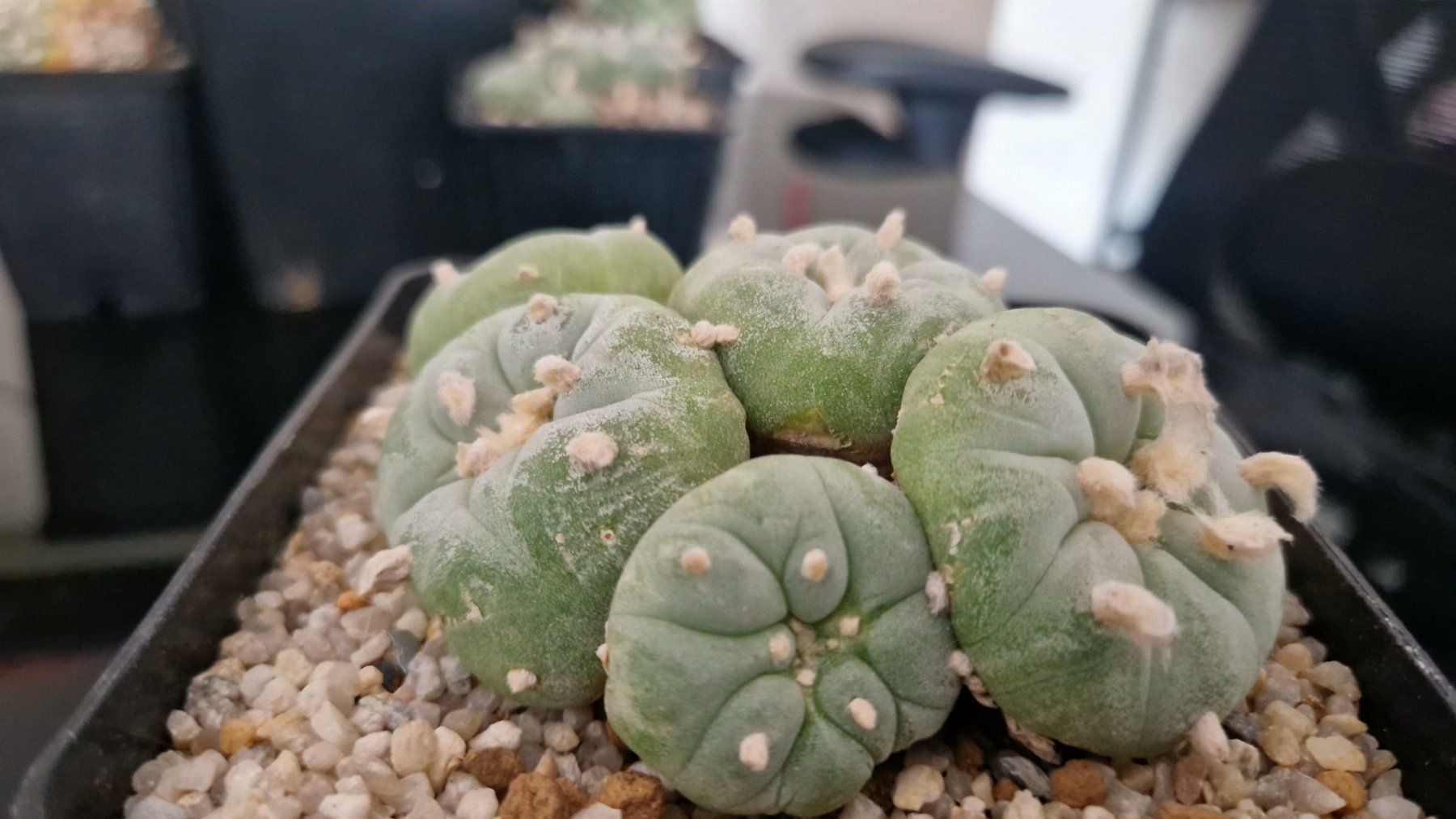 Plantes & graines: Lophophora Fricii – D'occasion à Zürich par LophiMaster 4