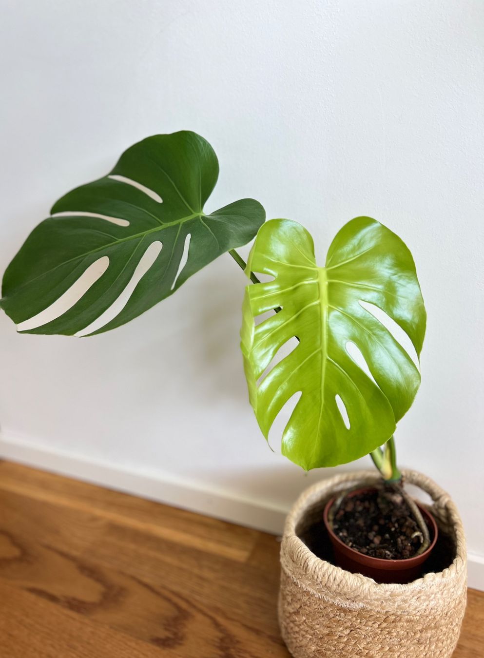 Pflanzen & Samen: Monstera Deliciosa – Gebraucht aus Glattpark(Opfikon) von ste_n99y 6