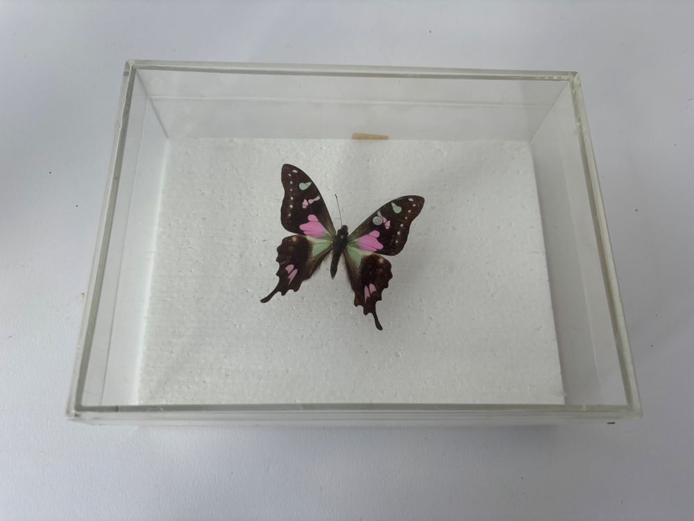 Echter Papilio Ulysses Schmetterling Unter Glas – Handgefertigter Rahmen, Ethischer Farmfang