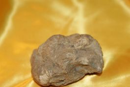 (43) Schnecken,Muschel Versteinerung
