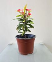 Pflanze Kaktus Christusdorn Euphorbia milii crown of thorns