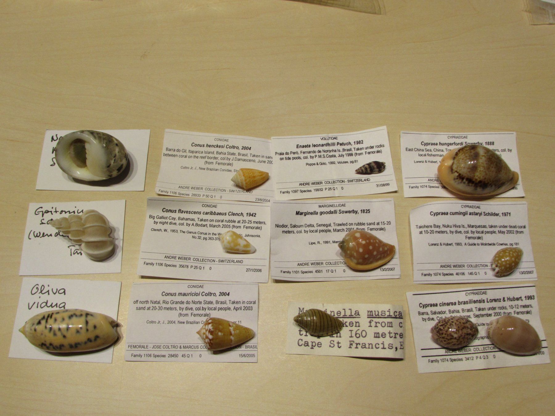 Fossili: Meerestiere, alte Muschel Sammlung, 13 stck – Usato da Walchwil venduto da Shells1