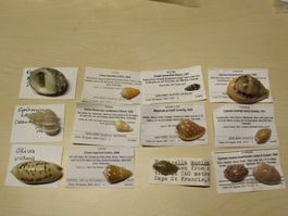 Meerestiere, alte Muschel Sammlung, 13 stck