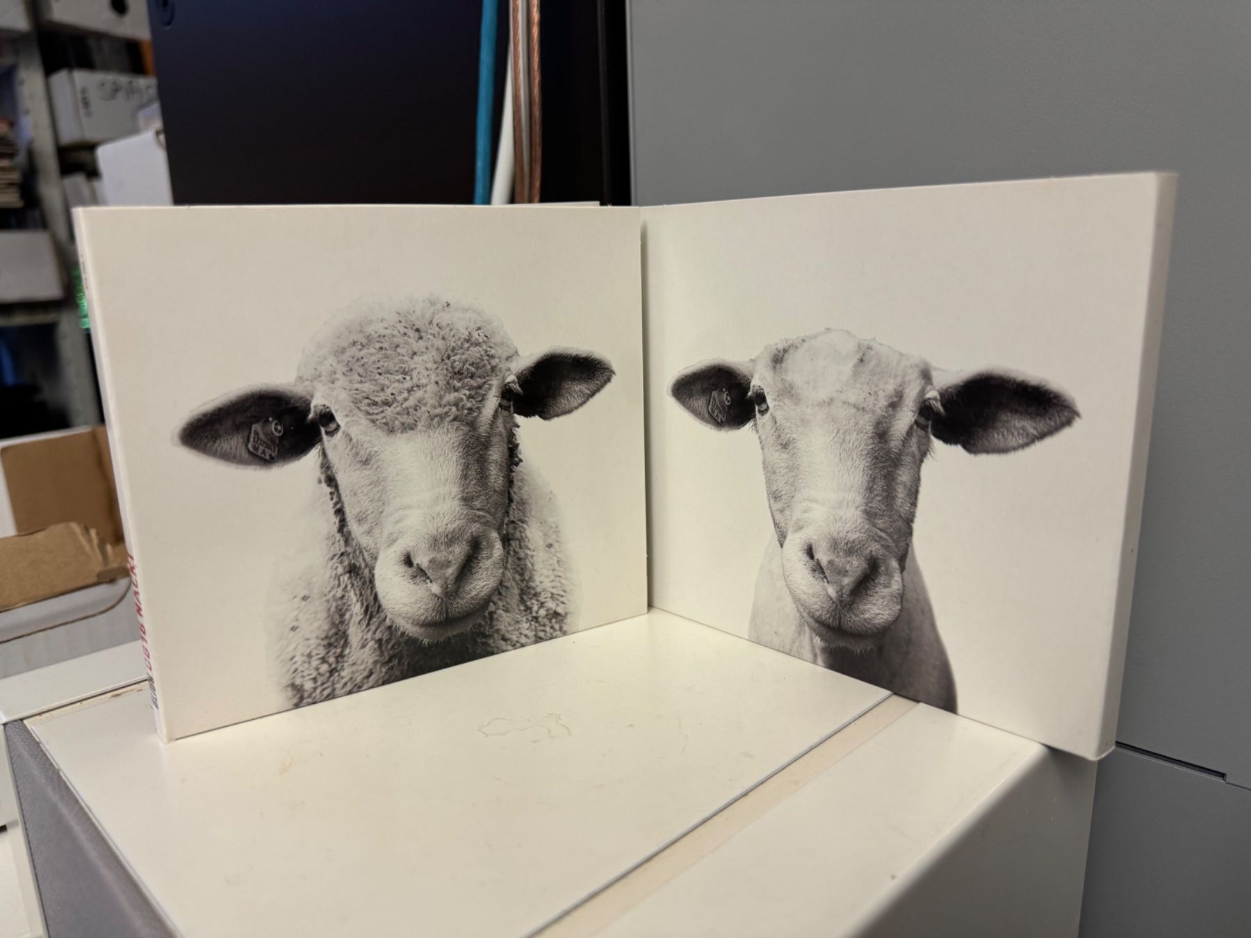 CDs: Bligg - 0816 Nackt - HA13A – Neu (gemäss Beschreibung) aus Küsnacht ZH von swisssales.net 2