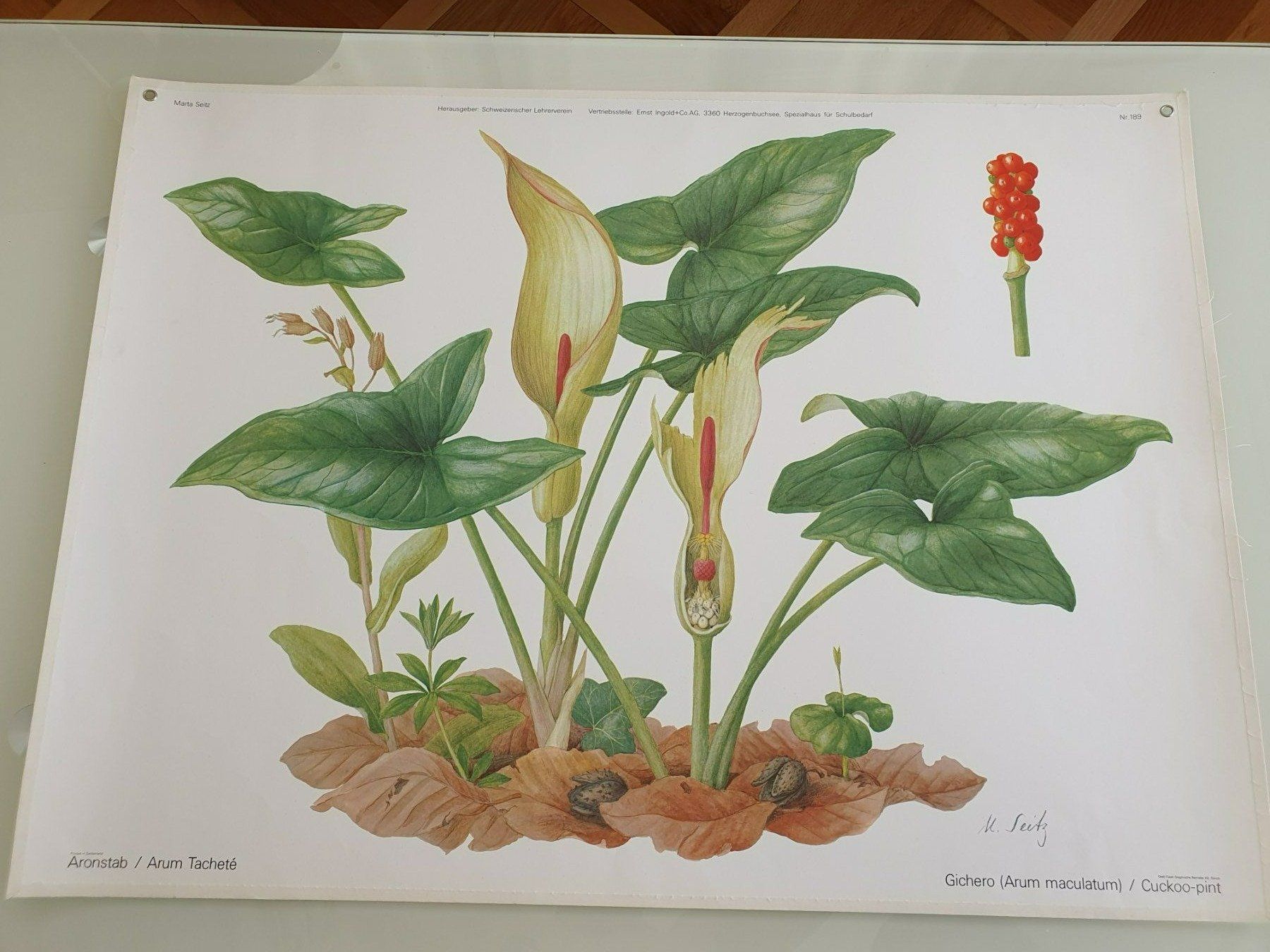 Poster & Bilder: Schulwandbild Nr. 189 Aronstab – Gebraucht aus Fribourg von YannDuc