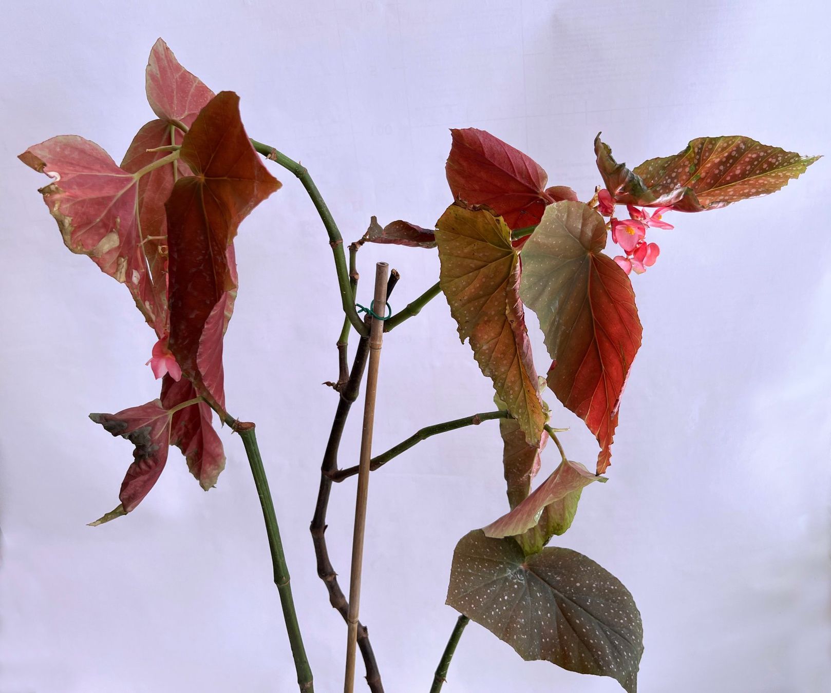 Pflanzen & Samen: BEGONIA***CORALLINA de LUCERNA***** – Neu (gemäss Beschreibung) aus Dübendorf von Orchid18 2
