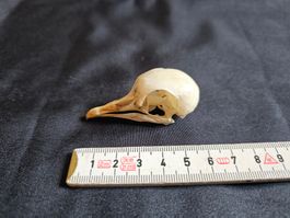 Crane pigeon ramier collection zoologique