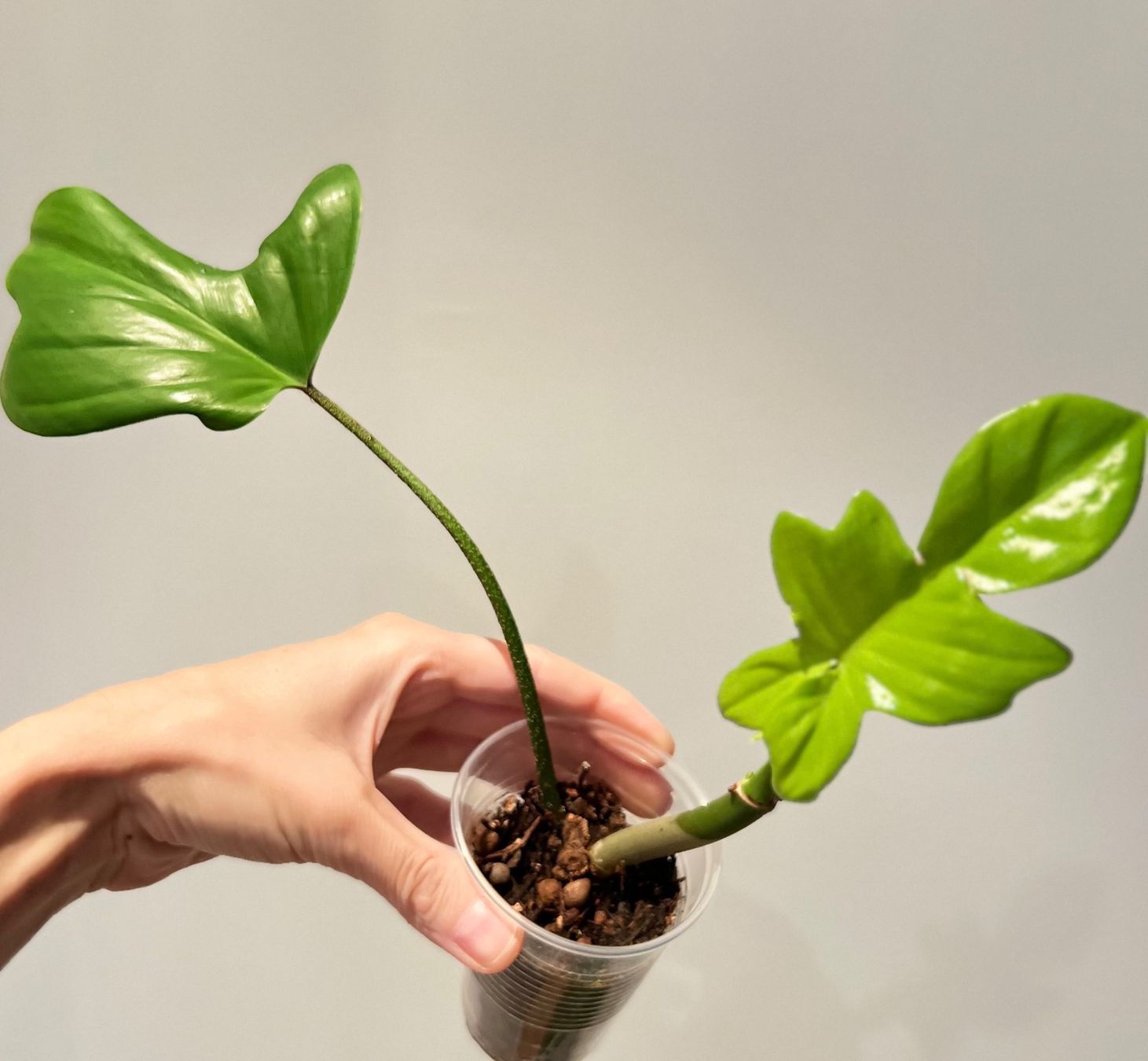 Piante & sementi: Philodendron Florida Ghost💚 – Usato da Glattpark(Opfikon) venduto da ste_n99y