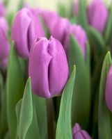 TULIPA PARADERO: 10 Zwiebeln + Infos wie keimen & Infos