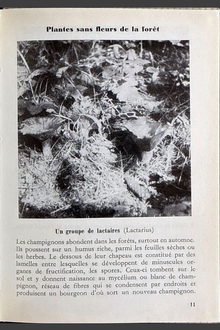 Libri: Fleurs des bois, Petits Atlas Payot – Usato da Fleurier venduto da jea_j77g 4