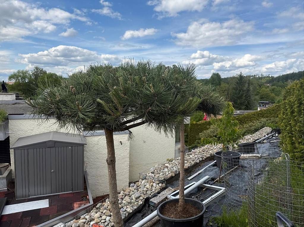 Piante & sementi: Kiefer Pinus Nigra – Usato da Elsau venduto da Ayna