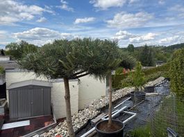 Kiefer Pinus Nigra
