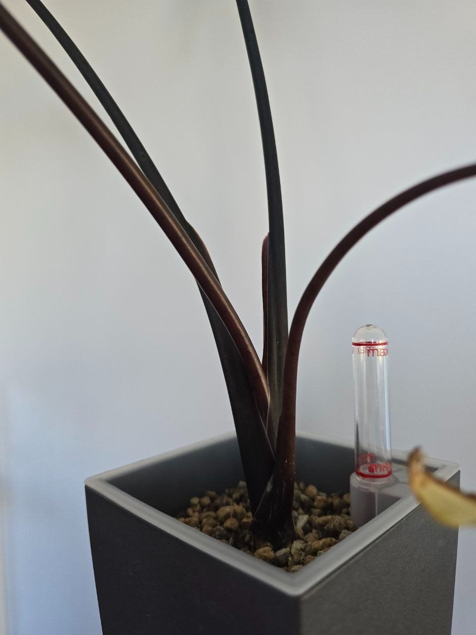 Piante & sementi: Alocasia Black Zebrina – Usato da Nidau venduto da lena_yellow 9