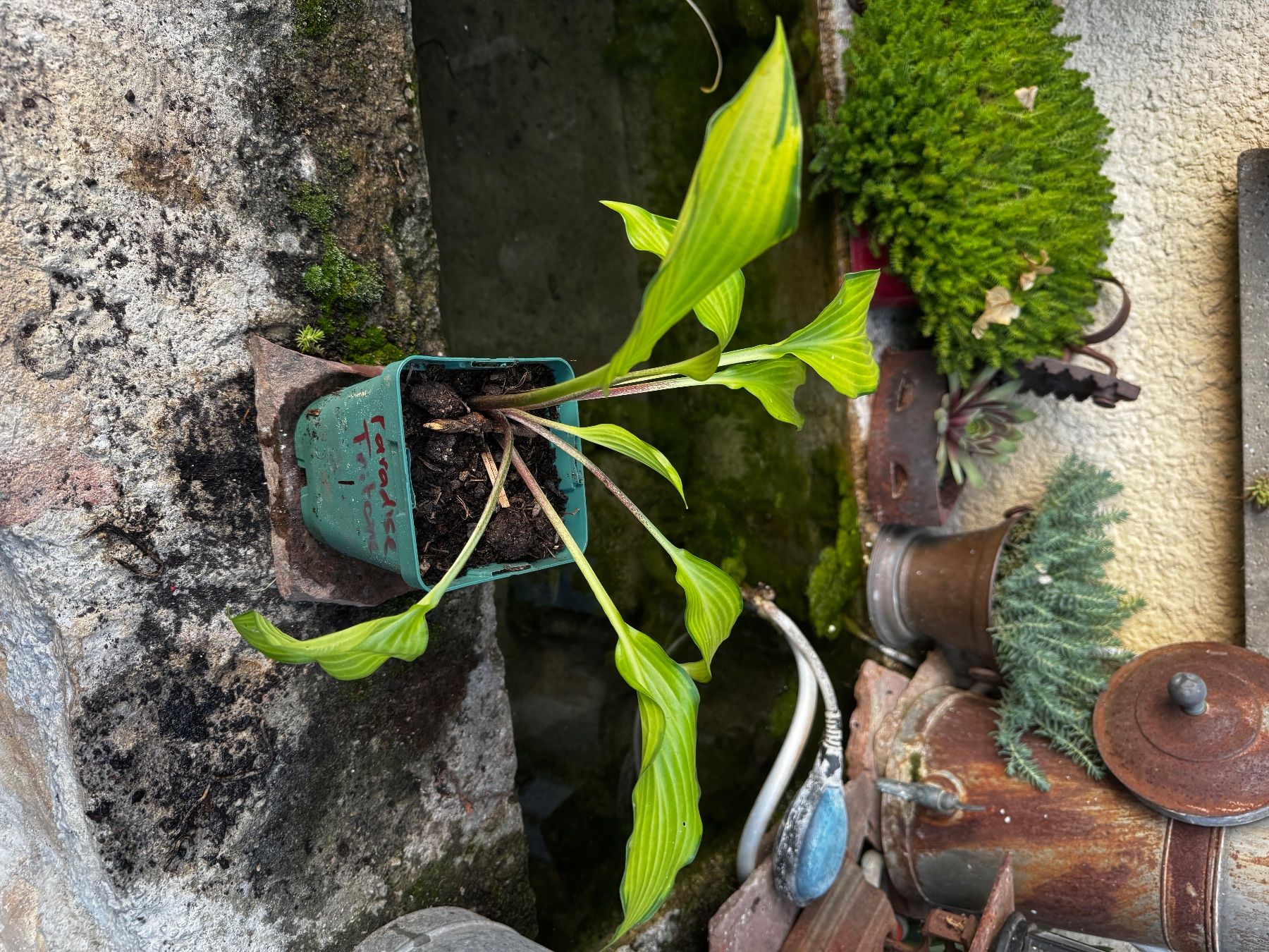 Pflanzen & Samen: Hosta Paradise Tritone – Gebraucht aus Lajoux JU von Briard0