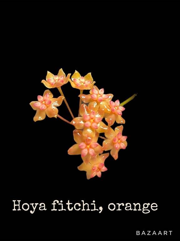Pflanzen & Samen: Hoya fitchi orange – Gebraucht aus Schönholzerswilen von Leavylounge 2