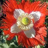 Ab 5.- fr !!! 20  SAMEN SCHWEIZER MOHN  SUISSE PAVOT‪‪‪‪‪