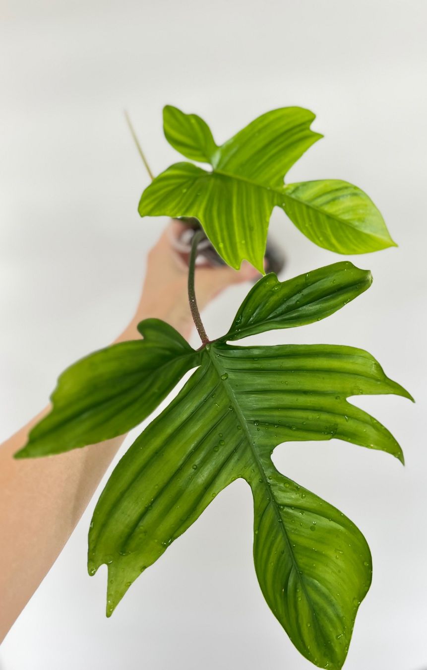 Plantes & graines: Philodendron Florida🔥 – D'occasion à Glattpark(Opfikon) par ste_n99y 1
