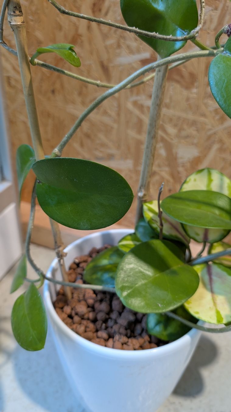 Plantes & graines: Hoya Australis – D'occasion à Untervaz par Lyraia 2