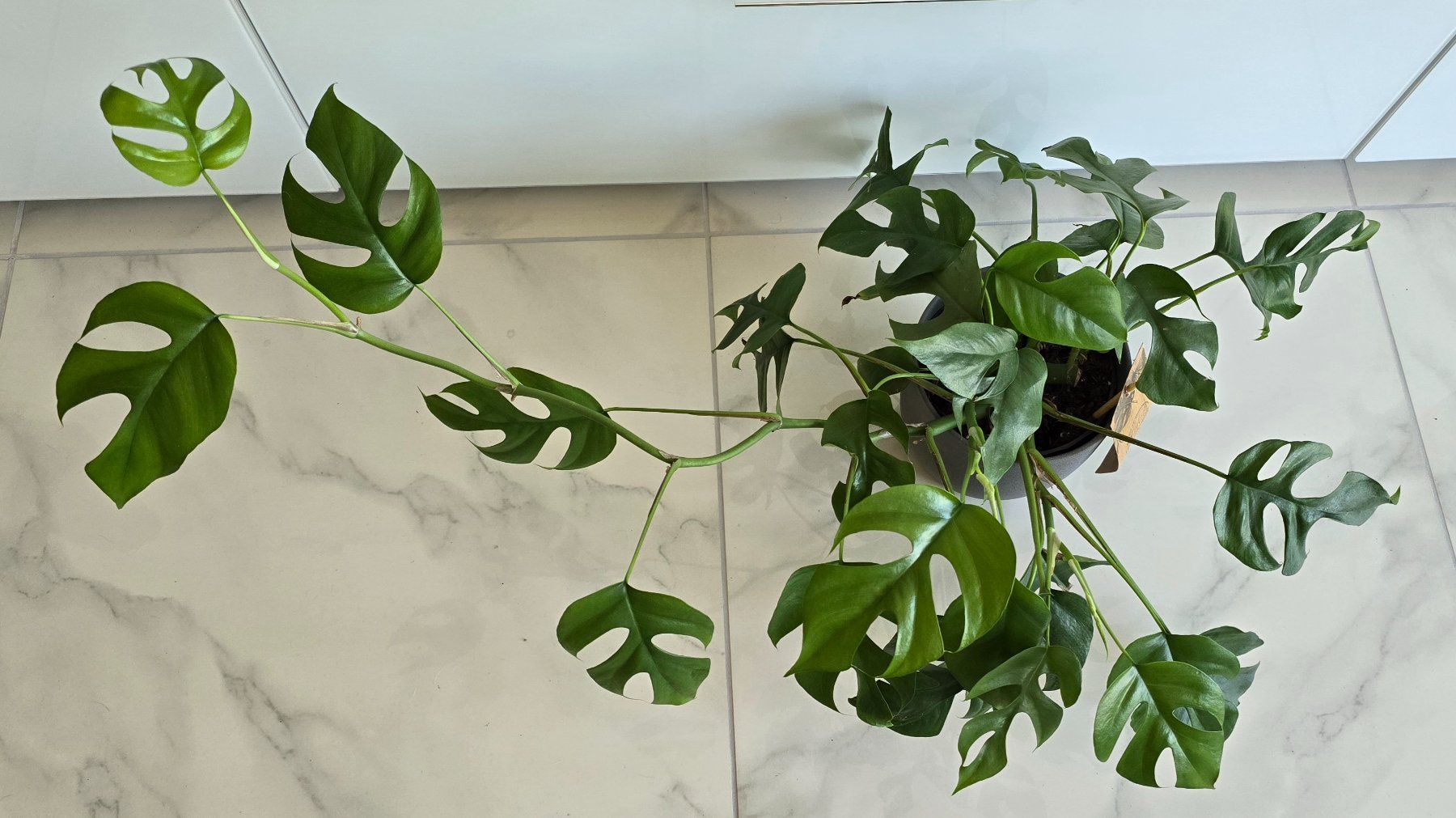 Piante & sementi: Monstera Minima Zimmerpflanze mit Topf – Usato da Aarburg venduto da Glitzerschein 1