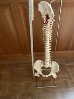 Wirbelsäulenmodell mit Becken auf Ständer für Anatomie