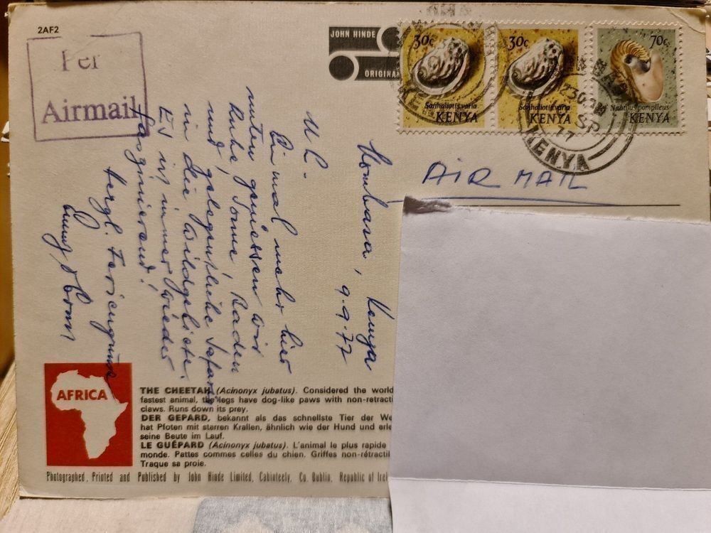 Cartoline postali: Ansichtskarte Jaguar Kenia – Usato da Dintikon venduto da Vexi 1