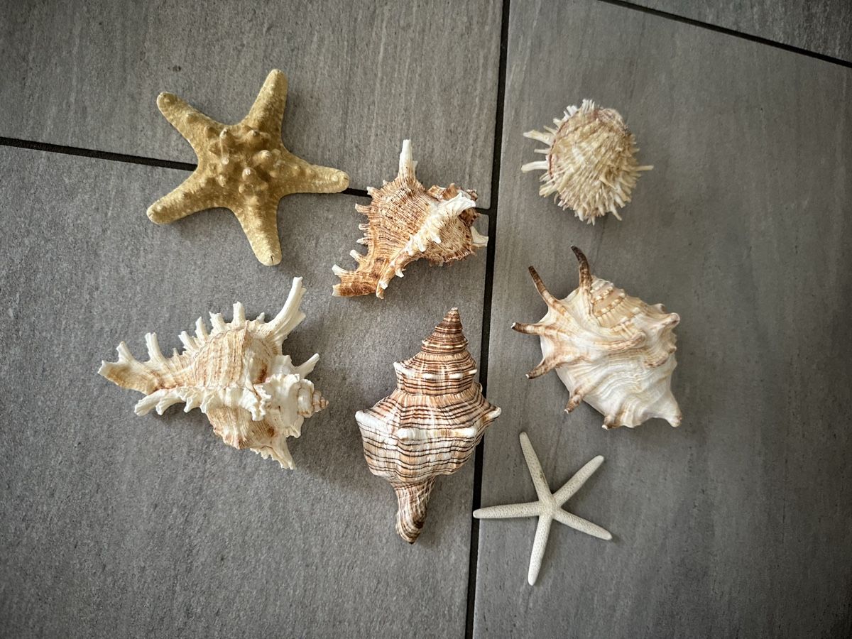 Fossili: Sieben grosse Muscheln und Seesterne – Nuovo (secondo la descrizione) da Rafz venduto da Dilifledermaus