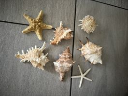Sieben grosse Muscheln und Seesterne