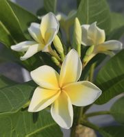 Plumeria / Frangipani Steckling Celadine
