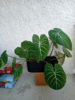 Philodendron Gloriosum