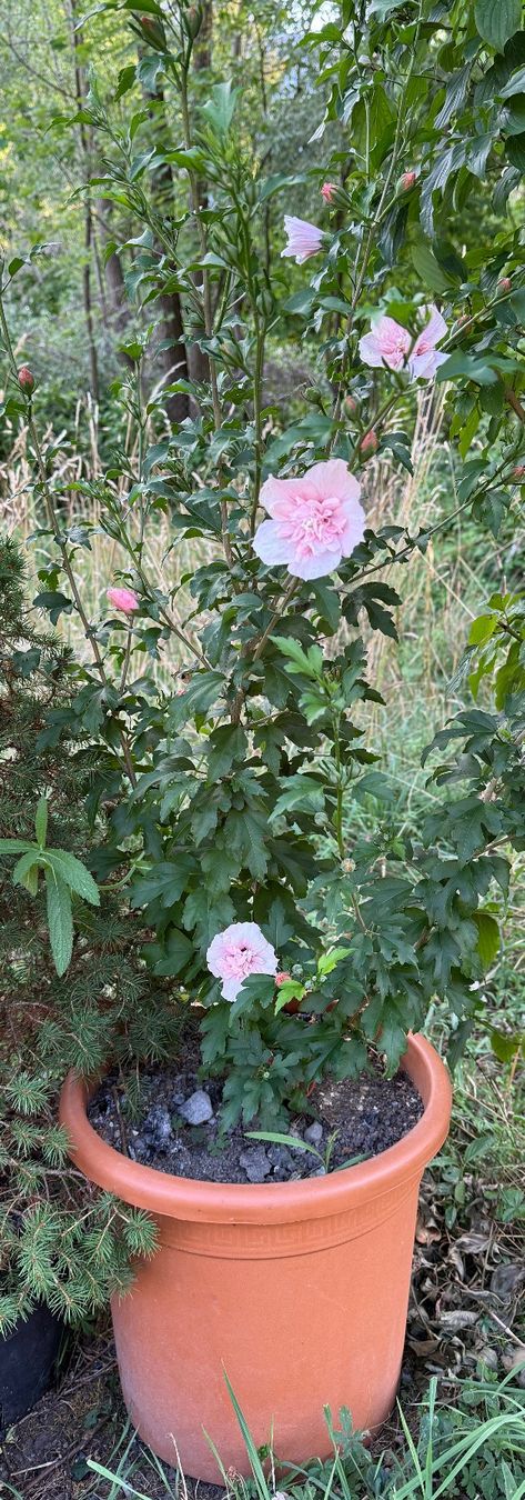 Pflanzen & Samen: Hibiscus syriacus 'Pink Chiffon' ¦ 'Three Sisters' – Neu (gemäss Beschreibung) aus Dübendorf von Orchid18 4