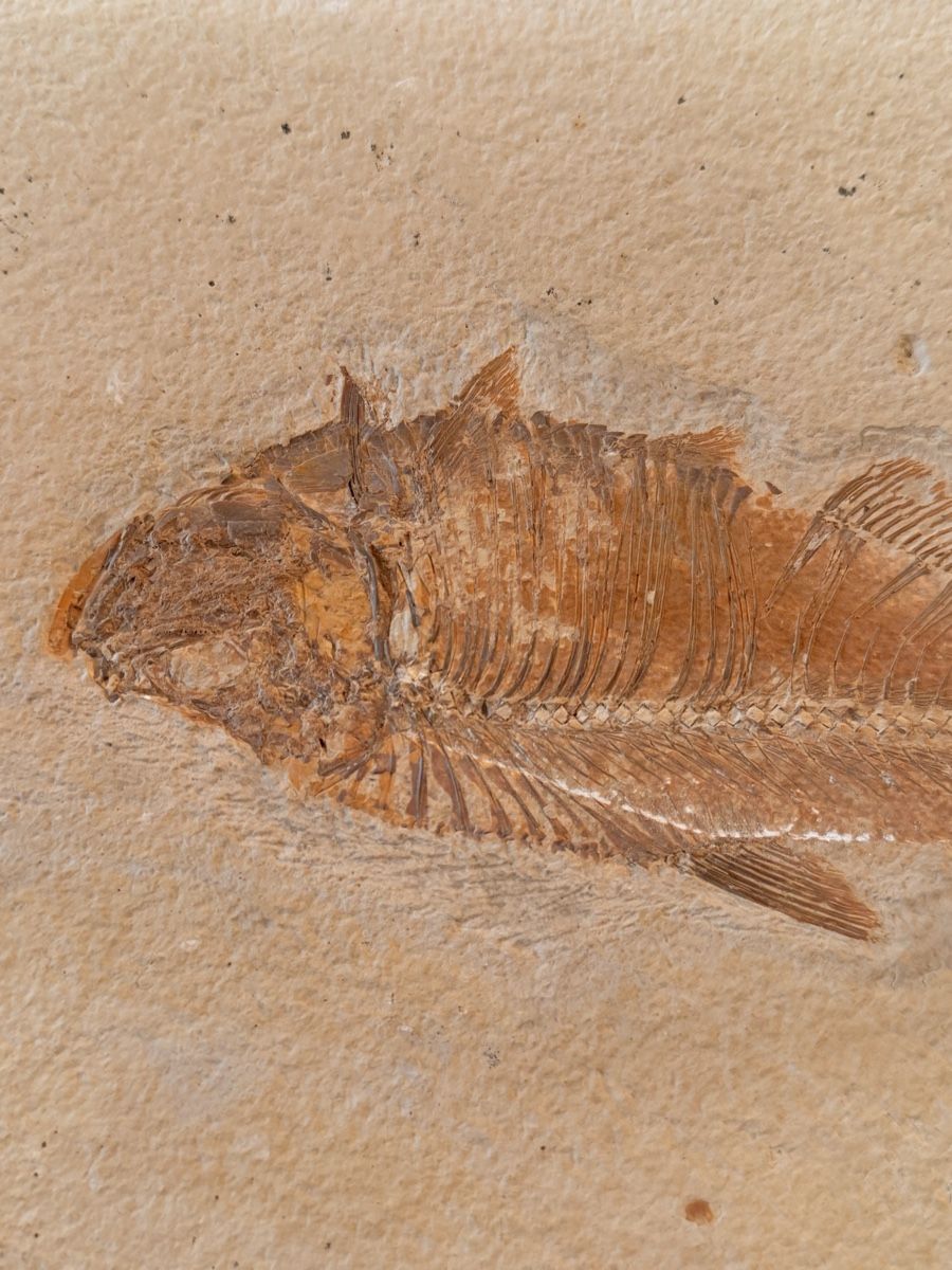 Fossilien: Fossil Diplomytus  – Neu (gemäss Beschreibung) aus Oberwil BL von ndi_sy2n 3