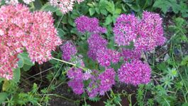 🐝Fetthenne, Herbstfreude, winterhart sonja🐝bienenweide🐝