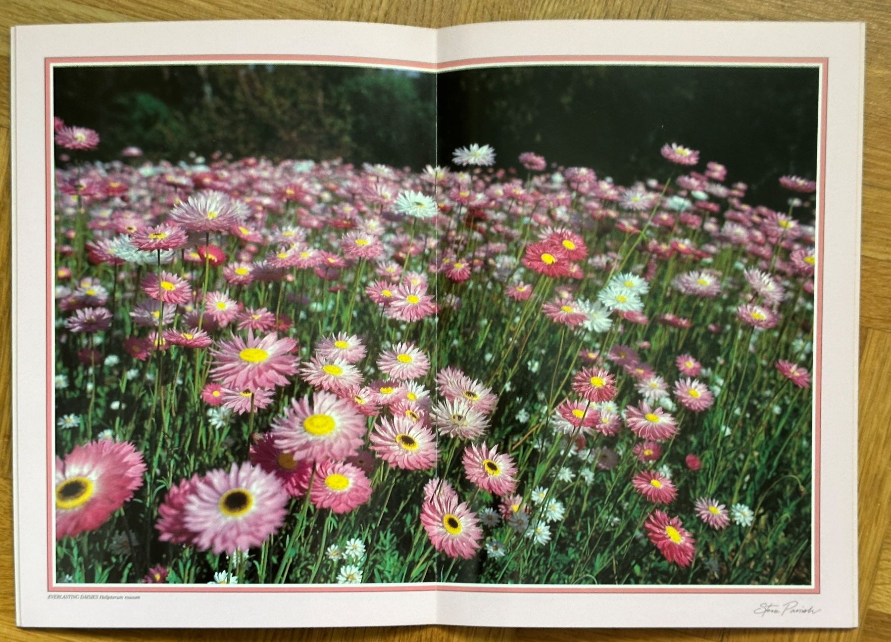 Bücher: Heft, Büchlein AUSTRALIEN, WILDFLOWERS – Neu (gemäss Beschreibung) aus Reinach BL von Sdruefenacht 2