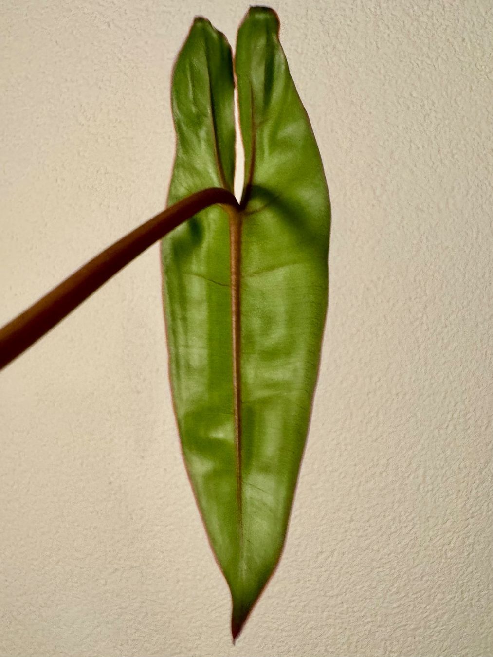 Piante & sementi: Philodendron Billietiae | Fresh Cutting – Nuovo (secondo la descrizione) da Bülach venduto da Bloom_Witch 1