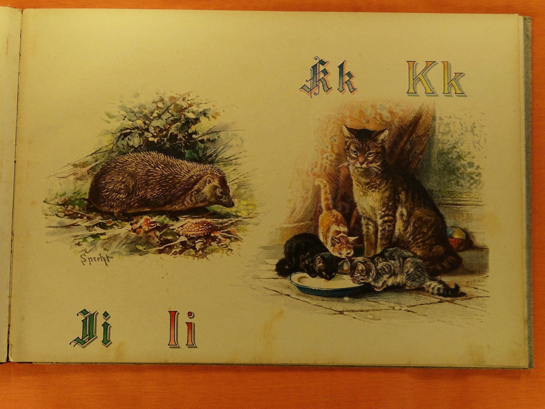 Libri: PRACHT-TIER-ABC – Usato da Grüningen venduto da Kartensammler 8