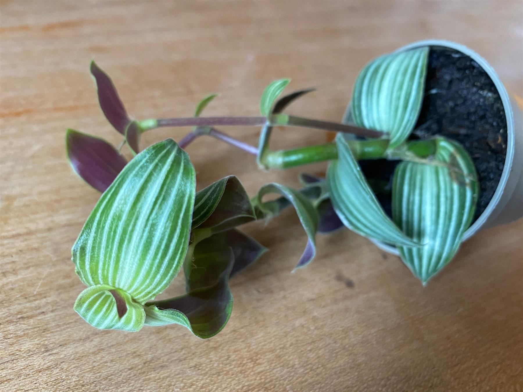 Piante & sementi: Callisia elegans - Schönpolster – Nuovo (secondo la descrizione) da Winterthur venduto da Aniger 2