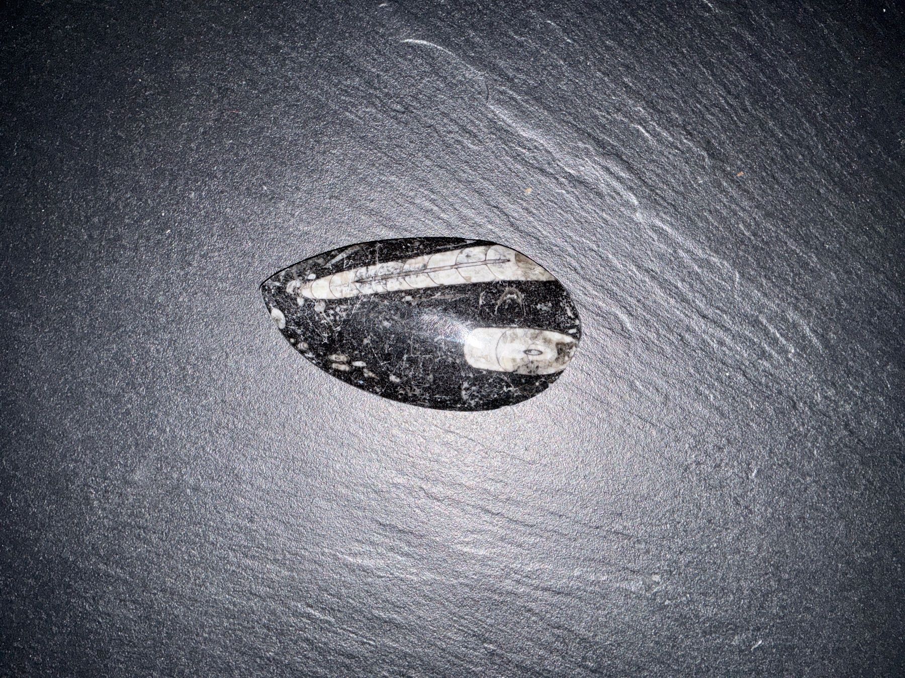 Fossili: schwarzer Fossil-Stein, poliert – Usato da Bremgarten AG venduto da Belana0