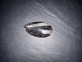 schwarzer Fossil-Stein, poliert