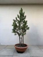 Schöne Pinus cembra 3-stämmig 165 cm AB 1.- !