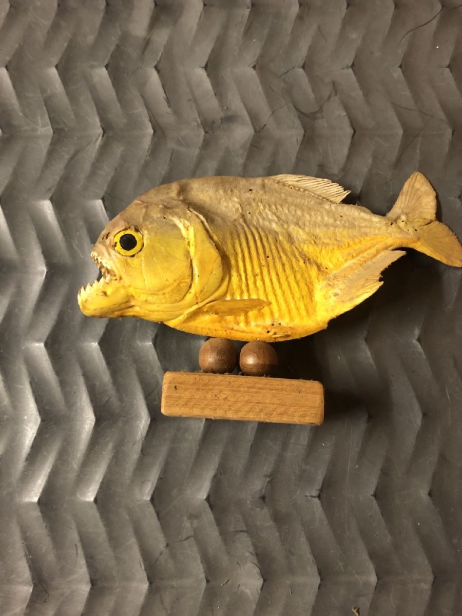 Welt der Tiere: Ausgestopfter Piranha – Gebraucht aus Mühlethal von nyffeler2815