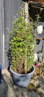 Grossi Clematis im Topf, ideal für den Garten!