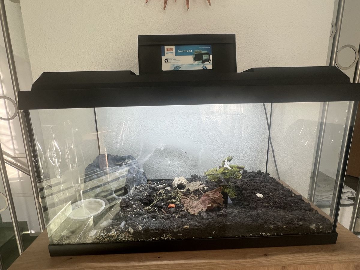 Terrariums: Tarantel inkl. Terrarium – D'occasion à Veltheim AG par Nadine_VS 2
