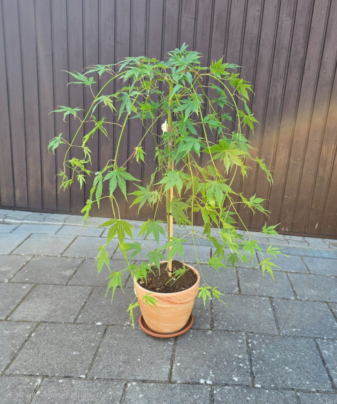 Piante & sementi: Japanischer Ahorn (Cascade Emerald) – Nuovo (secondo la descrizione) da Aarburg venduto da popkorn65 1