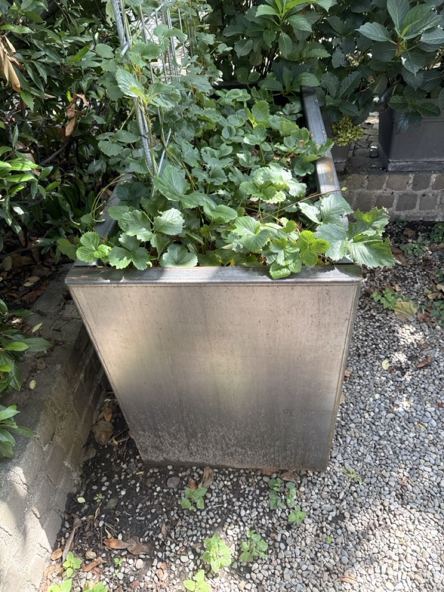 Box contenitori: Hochbeet Cubs roh 129x59x79 – Usato da Weiningen ZH venduto da -Adenin- 1