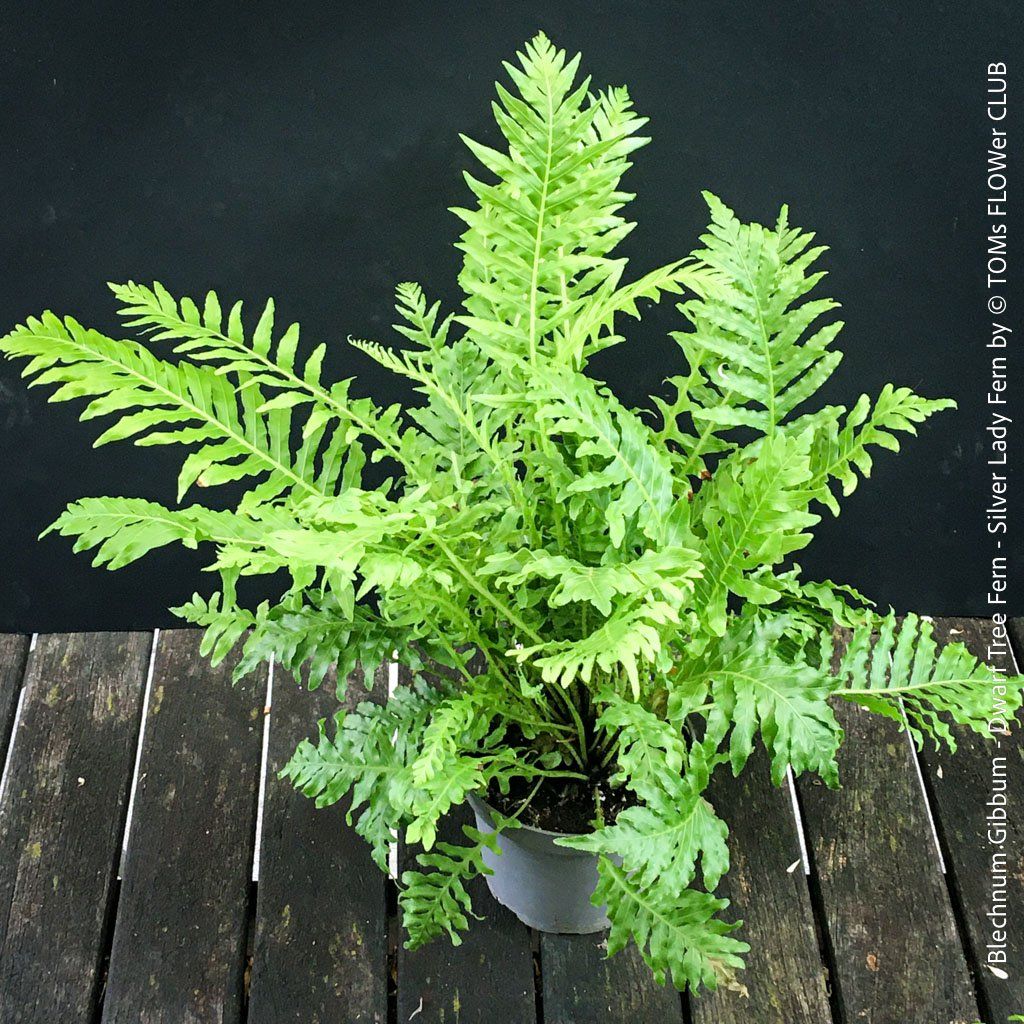 Pflanzen & Samen: Blechnum Gibbum 'Silver Lady' - Zwerg-Baumfarn – Neu und originalverpackt aus Adliswil von TAKEYOURPLANT