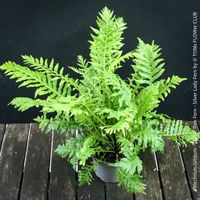 Blechnum Gibbum 'Silver Lady' - Zwerg-Baumfarn