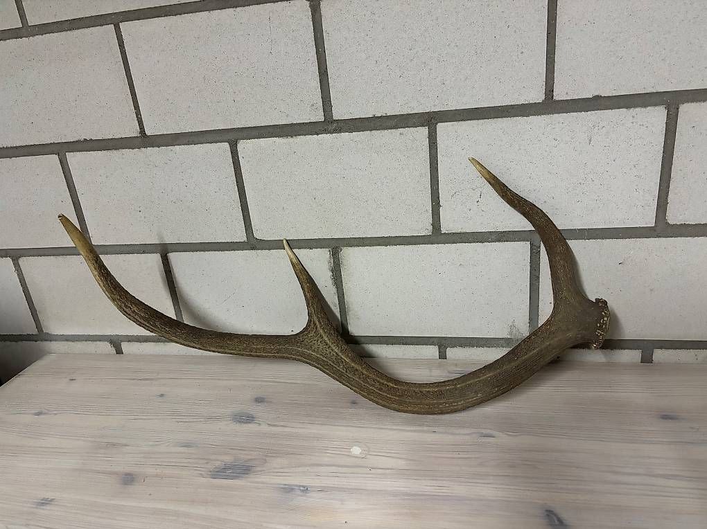 Monde des animaux: Hirsch Abwurfstange – D'occasion à Kirchberg SG par Alik7300