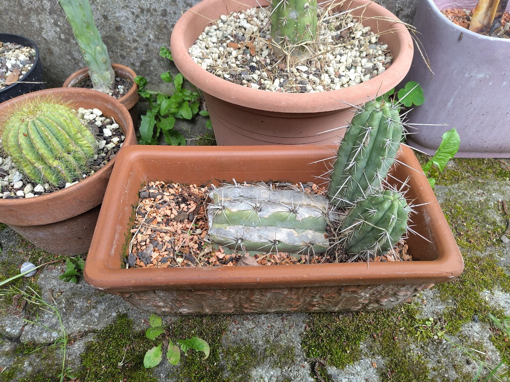 Piante & sementi: Trichocereus tarmaensis – Usato da Bremgarten b. Bern venduto da minu.compostella